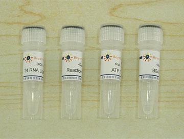 T4 RNA Ligase